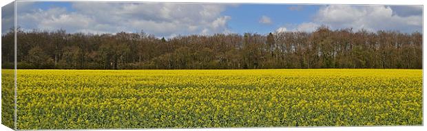 Rape Seed Field Canvas Print by Donna Collett