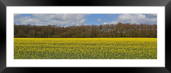 Rape Seed Field Framed Mounted Print by Donna Collett