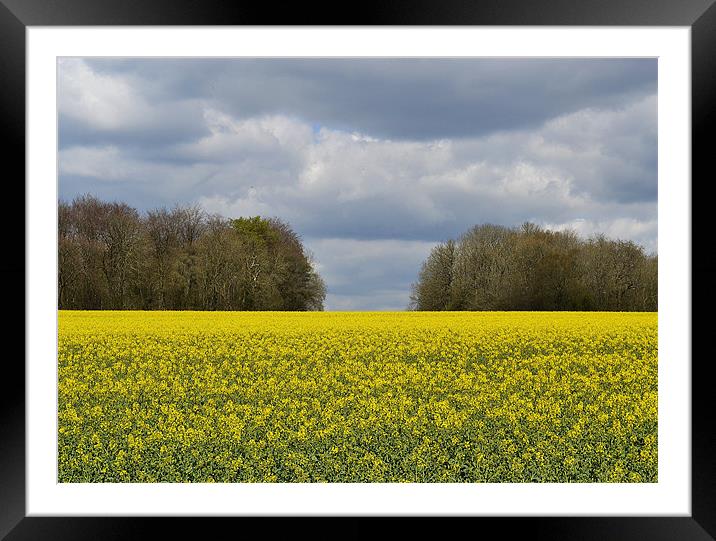 Field Of Gold Framed Mounted Print by Donna Collett