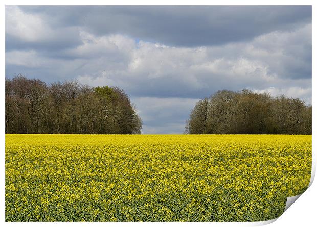 Field Of Gold Print by Donna Collett