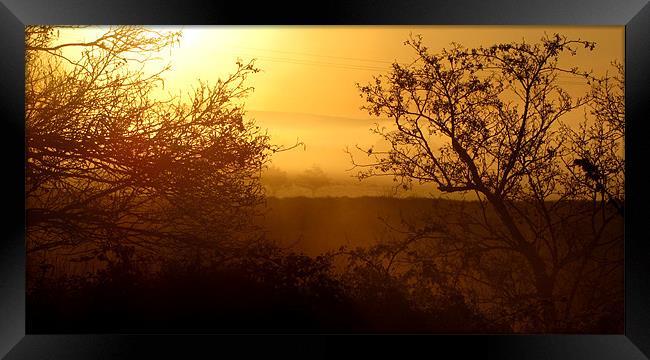 Morning Glory Framed Print by barbara walsh