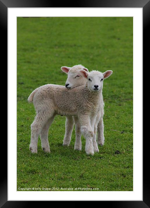 Can I Rest On Ewe A While! Framed Mounted Print by kelly Draper
