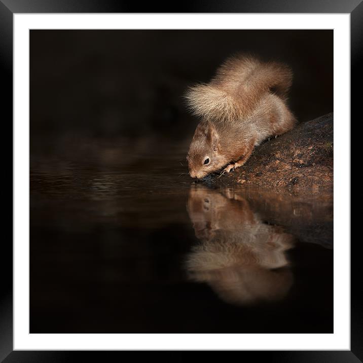 Red Squirrel Reflection Framed Mounted Print by Natures' Canvas: Wall Art  & Prints by Andy Astbury