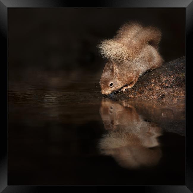 Red Squirrel Reflection Framed Print by Natures' Canvas: Wall Art  & Prints by Andy Astbury