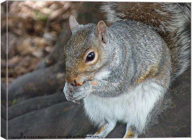 Squirrel eating his nuts Canvas Print by Robert Gipson