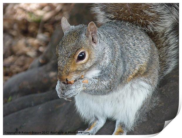 Squirrel eating his nuts Print by Robert Gipson