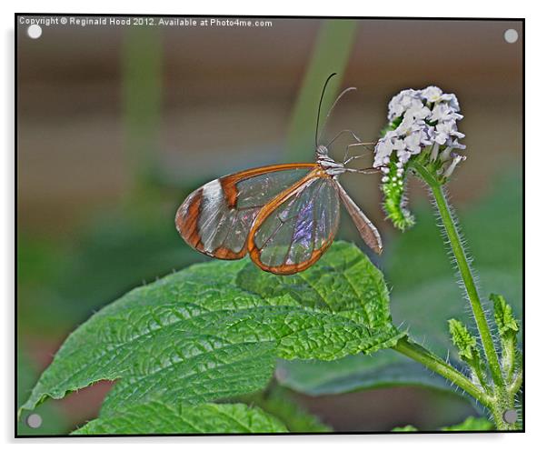 Glasswing Butterfly Acrylic by Reginald Hood
