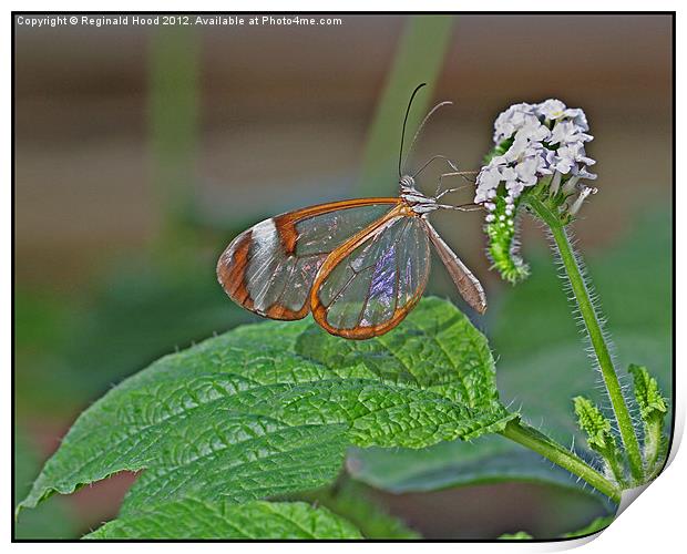 Glasswing Butterfly Print by Reginald Hood