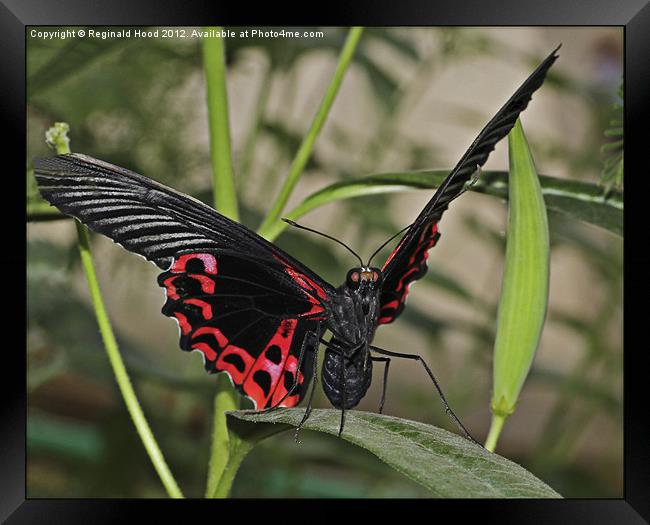 Scarlet Swallowtail Framed Print by Reginald Hood