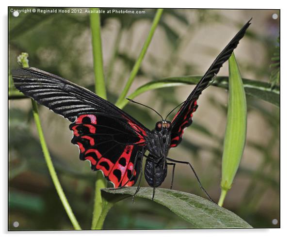 Scarlet Swallowtail Acrylic by Reginald Hood