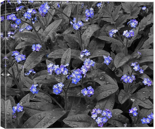 Forget-Me-Not Flowers Canvas Print by John McCoubrey