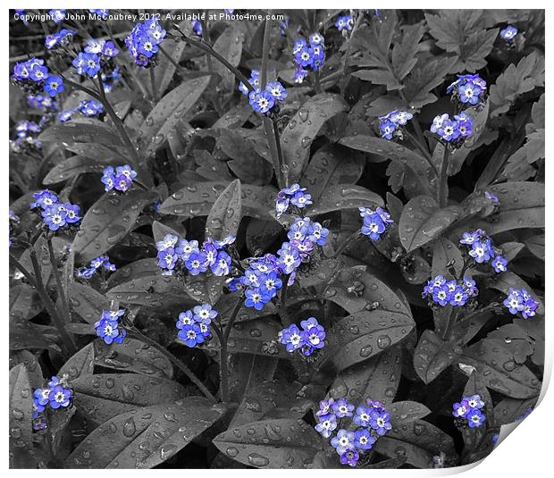 Forget-Me-Not Flowers Print by John McCoubrey