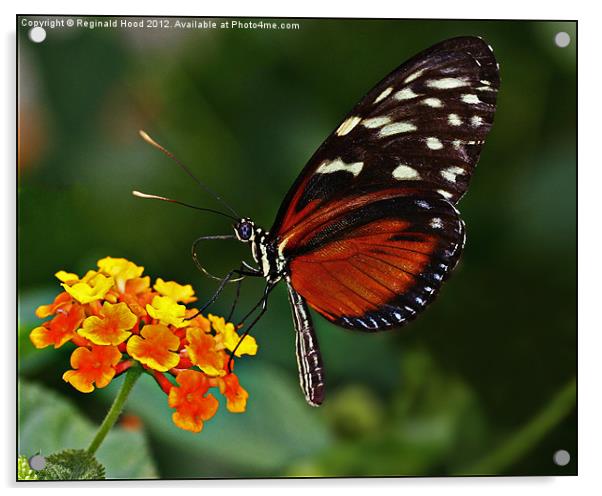 Butterfly Acrylic by Reginald Hood