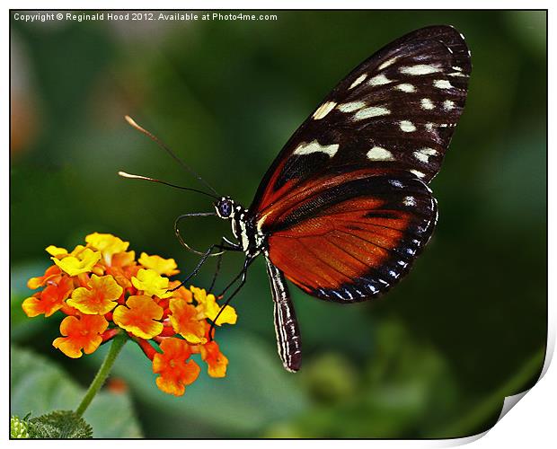 Butterfly Print by Reginald Hood