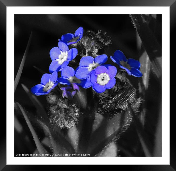 Forget-Me-Not Flower Framed Mounted Print by John McCoubrey