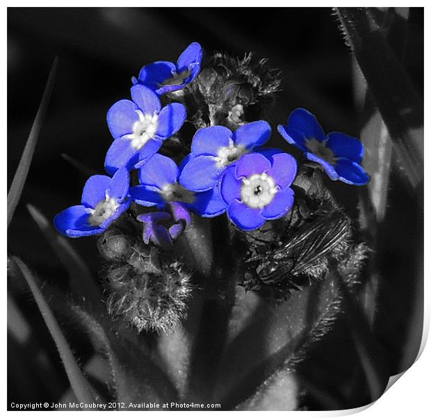 Forget-Me-Not Flower Print by John McCoubrey
