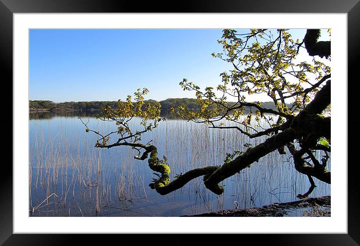 Branches Framed Mounted Print by barbara walsh