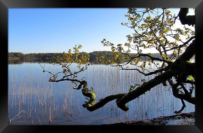 Branches Framed Print by barbara walsh
