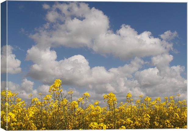 Oil seed Rape, Canola Canvas Print by Will Black