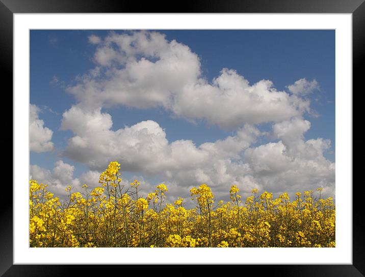 Oil seed Rape, Canola Framed Mounted Print by Will Black