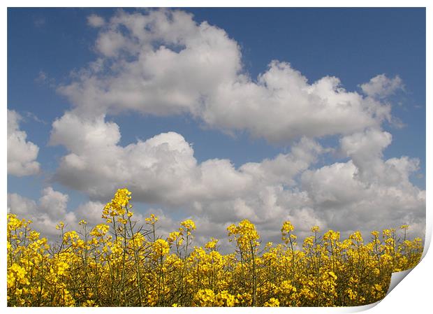 Oil seed Rape, Canola Print by Will Black
