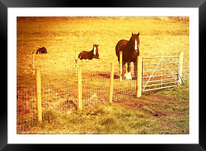 Vintage Horses Framed Mounted Print by Elizabeth Wilson-Stephen