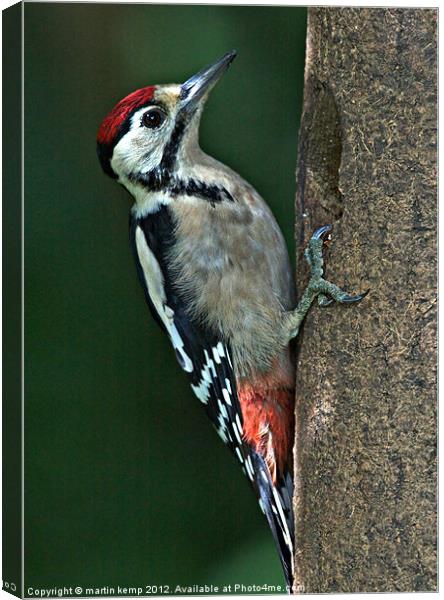 Male Woodpecker Canvas Print by Martin Kemp Wildlife
