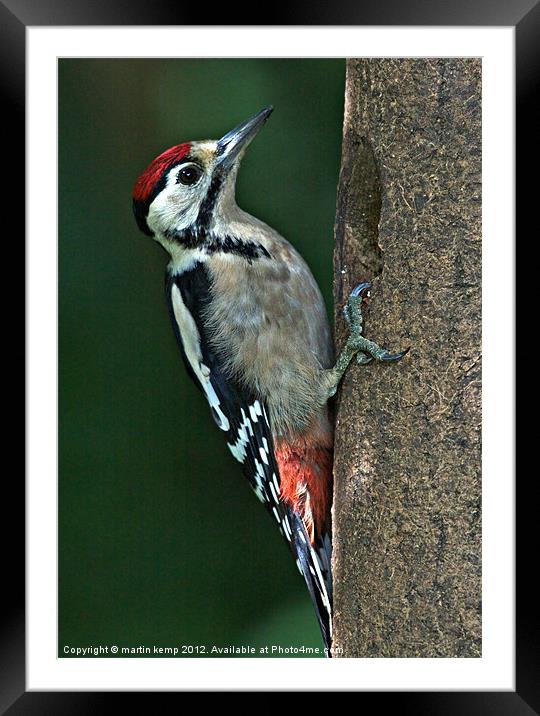 Male Woodpecker Framed Mounted Print by Martin Kemp Wildlife