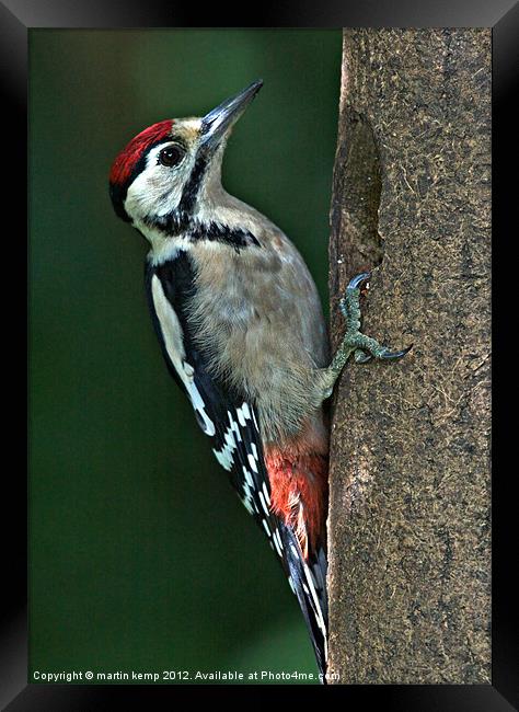Male Woodpecker Framed Print by Martin Kemp Wildlife