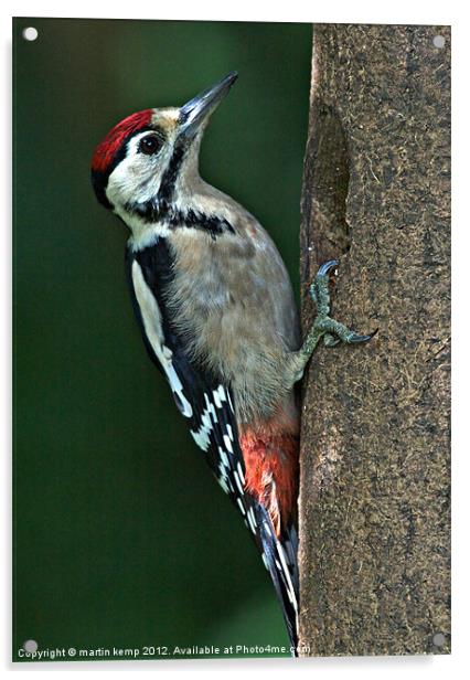 Male Woodpecker Acrylic by Martin Kemp Wildlife