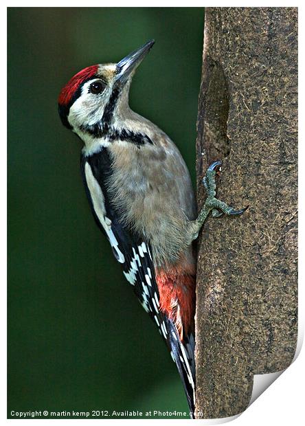 Male Woodpecker Print by Martin Kemp Wildlife
