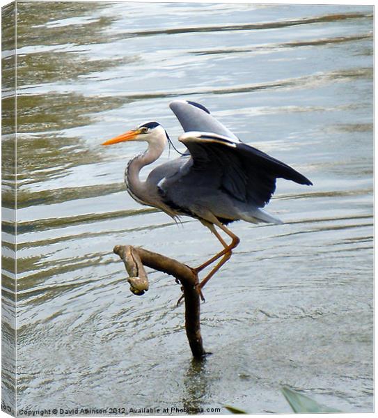 HERON READY FOR TAKE-OFF Canvas Print by David Atkinson