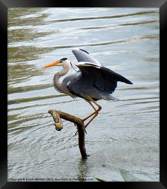 HERON READY FOR TAKE-OFF Framed Print by David Atkinson