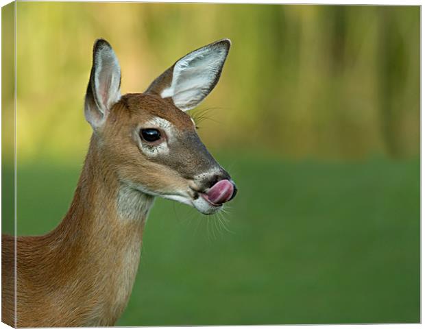 Deer Lick Canvas Print by Bryan Olesen
