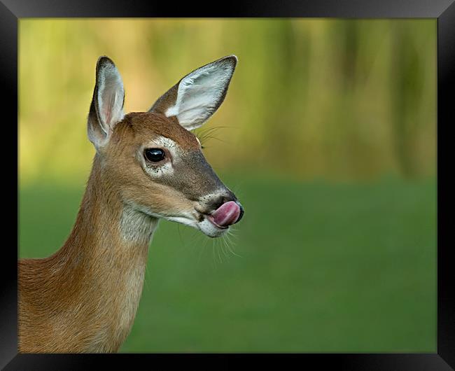 Deer Lick Framed Print by Bryan Olesen