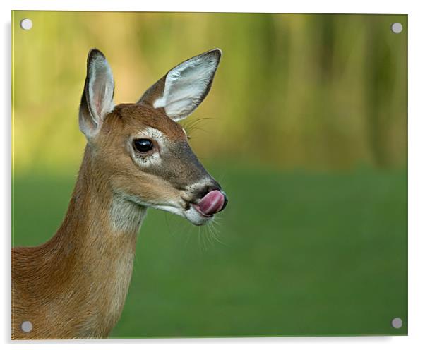 Deer Lick Acrylic by Bryan Olesen