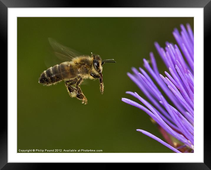 Honey Bee in Flight Framed Mounted Print by Philip Pound