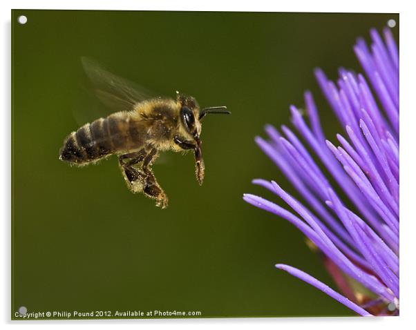 Honey Bee in Flight Acrylic by Philip Pound