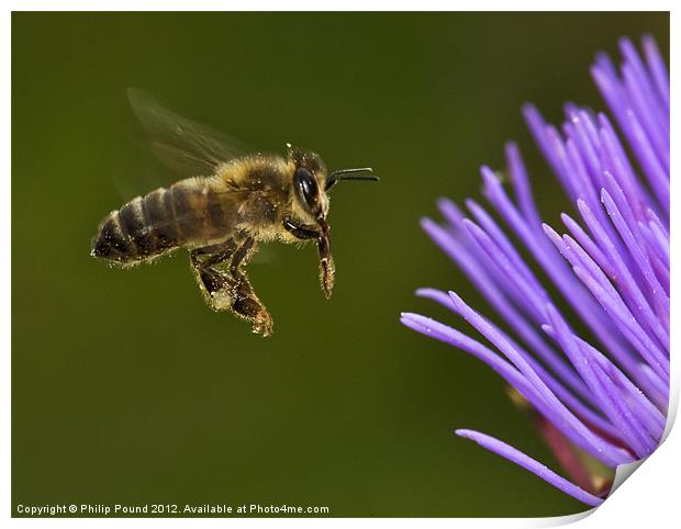 Honey Bee in Flight Print by Philip Pound