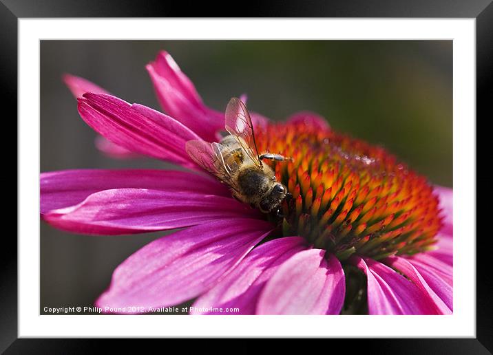 Honey Bee on Echinacea Flower Framed Mounted Print by Philip Pound
