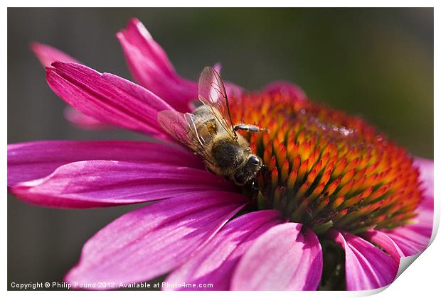 Honey Bee on Echinacea Flower Print by Philip Pound