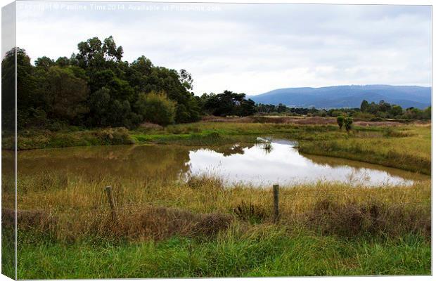 Bruce's Creek Whittlesea Canvas Print by Pauline Tims