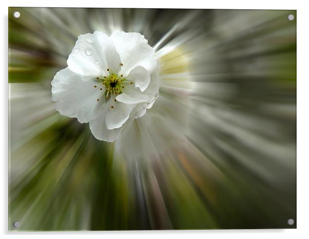 Blossom in rain Acrylic by Sharon Lisa Clarke
