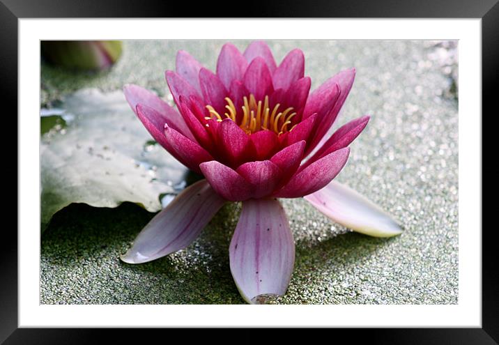 Water lily Framed Mounted Print by Marilyn PARKER