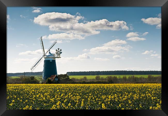 Burnham Windmill oilseed rape field Framed Print by Stephen Mole