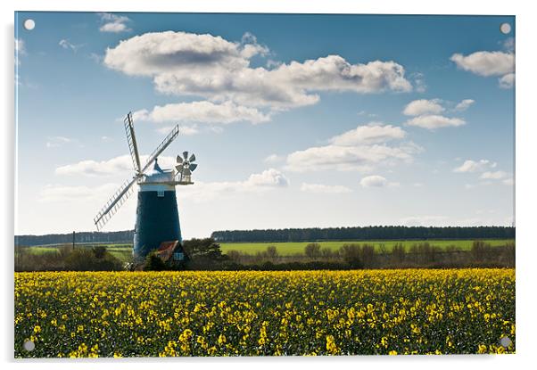 Burnham Windmill oilseed rape field Acrylic by Stephen Mole