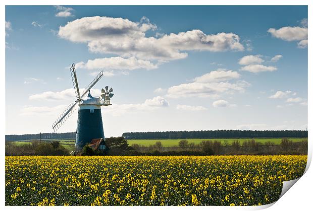 Burnham Windmill oilseed rape field Print by Stephen Mole