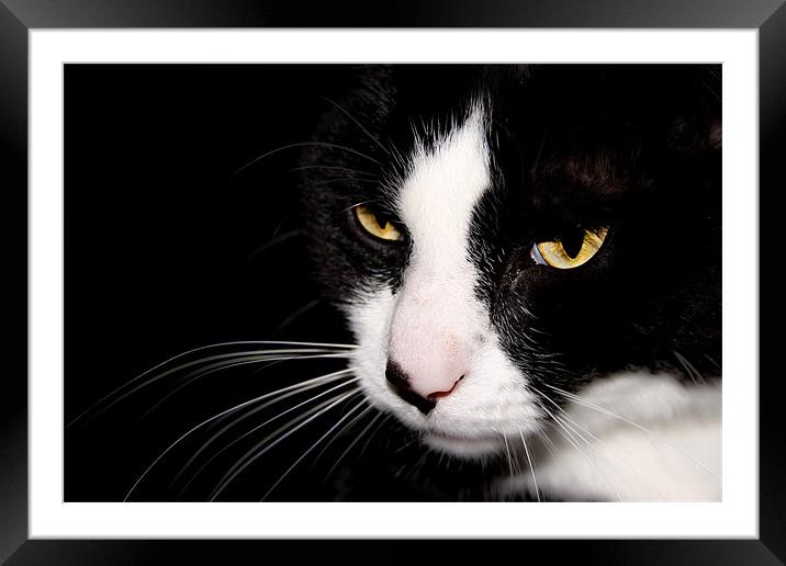 Cat Framed Mounted Print by Nicola Allen