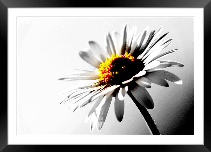Daisy Framed Mounted Print by Nicola Allen