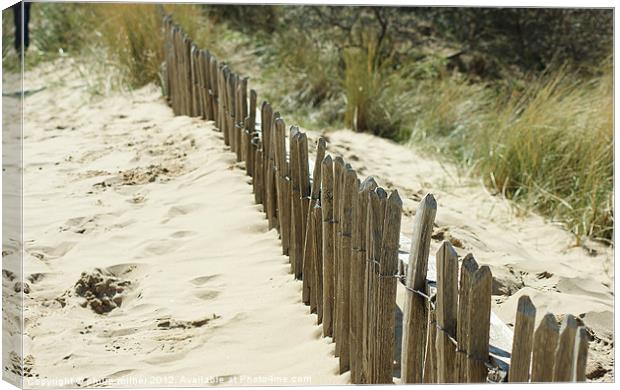 Saving The Sand Dunes Canvas Print by philip milner